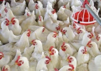 الحلو للاقتصادية: 97% من قطاع الدواجن في غزة دمر خلال الحرب