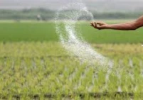 نقص الوقود والأسمدة يهدد أهم سلعة غذائية في آسيا