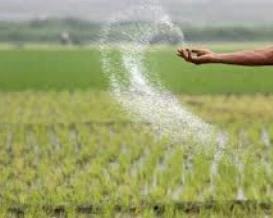 نقص الوقود والأسمدة يهدد أهم سلعة غذائية في آسيا