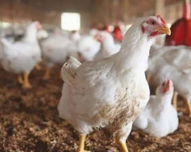 الزراعة: مرض "أنغارا" يرفع نفوق الدواجن حتى 70%