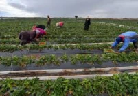 "فاو" تحذر من تضرر الزراعة حال عدم شحن الأسمدة عبر هرمز