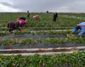 "فاو" تحذر من تضرر الزراعة حال عدم شحن الأسمدة عبر هرمز