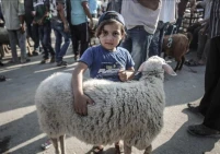 أغلى أضحية بالعالم.. سعر الأضاحي في غزة يصل لـ7 آلاف دولار