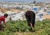أزمة الغذاء تتفاقم في غزة جراء تآكل مساحة الأراضي الزراعية