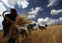 تعاون سوري ياباني لتطوير القطاع الزراعي