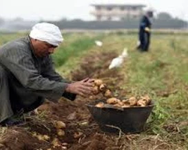 حرب إيران ترفع كلفة الزراعة في مصر