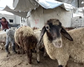 أضاحي غزة الأغلى عالمياً