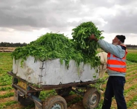 بعد 31 شهراً.. تعرف على واقع القطاع الزراعي في غزة