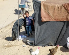30 مليون دولار.. خسائر قطاع الدواجن في غزة بسبب الحرب