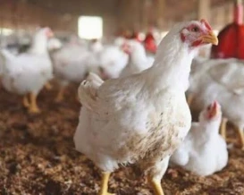 البدء باستقبال طلبات الاستفادة من منحة دعم مشاريع تربية الدواجن في قطاع غزة