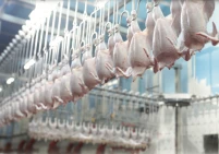 خسائر حادة تضرب قطاع الدواجن والبيض في الضفة الغربية
