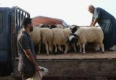 أرشيفية