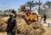 حصاد القمح
