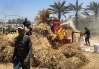 مزارعو غزة يبدأون بحصاد القمح شرق الزوايدة رغم المخاطر