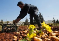 اتفاقيات لتصدير منتجات زراعية فلسطينية إلى الإمارات والأردن