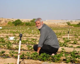 بقي منها 40% داخل الخط الأصفر.. الأرض الزراعية في غزة تحتضر