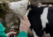 3 ملايين شيكل لتأمين اللقاحات.. إجراءات حكومية عاجلة لمواجهة الحمى القلاعية