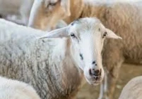 اللحوم أصبحت حلماً.. عيد بلا أضاحٍ للعام الثالث في غزة