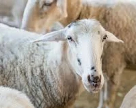 اللحوم أصبحت حلماً.. عيد بلا أضاحٍ للعام الثالث في غزة