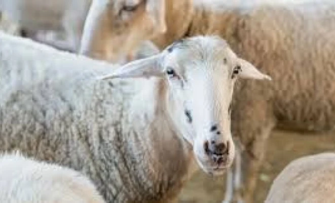 اللحوم أصبحت حلماً.. عيد بلا أضاحٍ للعام الثالث في غزة