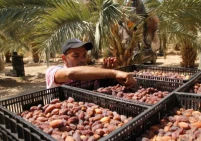 التمور تختفي من أسواق الضفة الغربية.. ما السبب؟