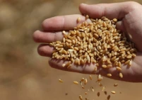 أوكرانيا: إسرائيل تستورد القمح "الروسي" المسروق من أراضينا