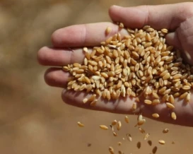 أوكرانيا: إسرائيل تستورد القمح "الروسي" المسروق من أراضينا