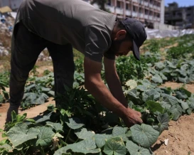 زراعة مخيمات النزوح.. نموذج جديد لتعزيز الأمن الغذائي في غزة
