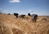 أرشيفية