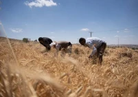 %5من إجمالي الاحتياج السنوي.. أسباب تراجع زراعة القمح في فلسطين