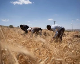 %5من إجمالي الاحتياج السنوي.. أسباب تراجع زراعة القمح في فلسطين