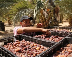 موسم التمور في فلسطين 2026.. توقعات بإنتاج 29 ألف طن و70% منها للتصدير