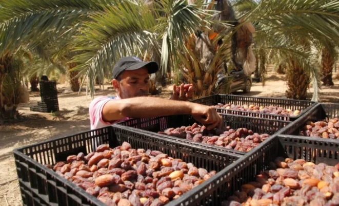 موسم التمور في فلسطين 2026.. توقعات بإنتاج 29 ألف طن و70% منها للتصدير