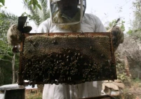 39 مليون دولار خسائر فرع تربية النحل في غزة