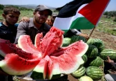 البطيخ