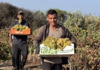 عنب غزة إلى الأسواق رغم الدمار والحرب