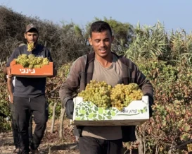 عنب غزة إلى الأسواق رغم الدمار والحرب
