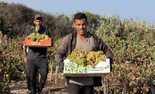 عنب غزة إلى الأسواق رغم الدمار والحرب