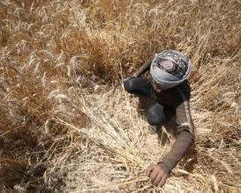 أزمة قمح عالمية بسبب إغلاق هرمز.. والجفاف يخنقان المحاصيل