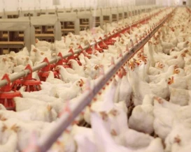 الدجاج اللاحم في قطاع غزة.. هل تعود الحياة للمزارع من جديد ؟!