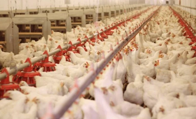 الدجاج اللاحم في قطاع غزة.. هل تعود الحياة للمزارع من جديد ؟!