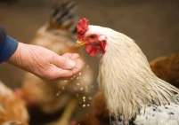 الزراعة تعلن عن مشروع لدعم مربي الدجاج المنزلي في قطاع غزة