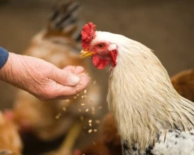 الزراعة تعلن عن مشروع لدعم مربي الدجاج المنزلي في قطاع غزة