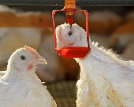 فيروس يضرب مزارع الدواجن بالضفة وتحذير من خسائر كبيرة