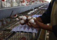 البيض يغيب بشكل تام عن موائد الغزيين