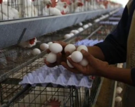 البيض يغيب بشكل تام عن موائد الغزيين