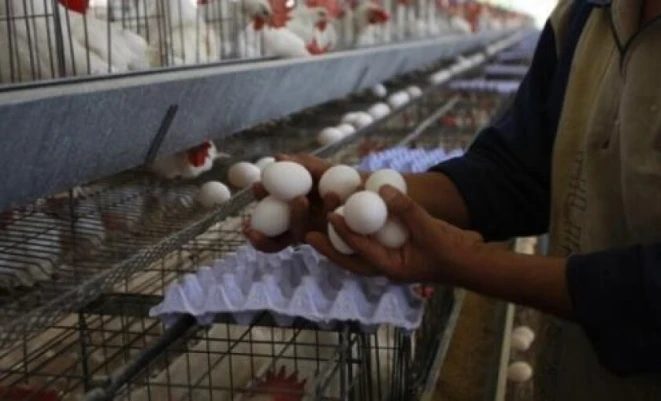 البيض يغيب بشكل تام عن موائد الغزيين