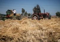 مصر.. ارتفاع الإنتاج المحلي للقمح بأكثر من 6.5%