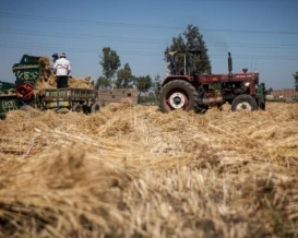 مصر.. ارتفاع الإنتاج المحلي للقمح بأكثر من 6.5%