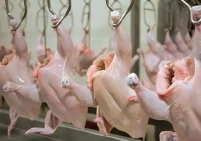 ارتفاع أسعار الدواجن في رمضان.. انخفاض بالإنتاج أم غياب للرقابة!